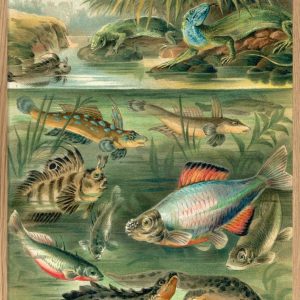 Water Animals