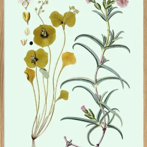 Mesembryanthemum Aduncum
