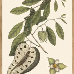 Lizard And Annona Fruit