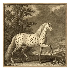 Appaloosa Horse