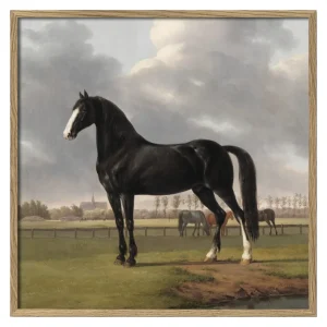 Majestic Black Horse