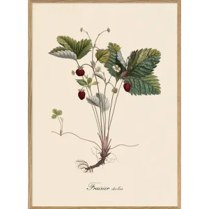Fraisier Des Bois