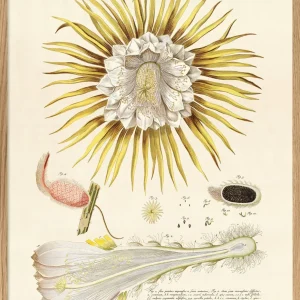 Yellow Cereus Flower