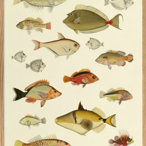 Fishes