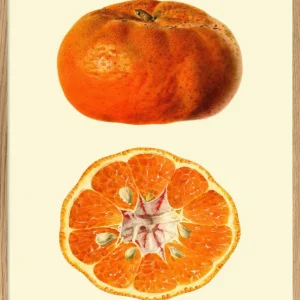 Mandarin