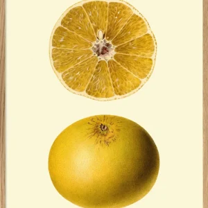 Grapefruit