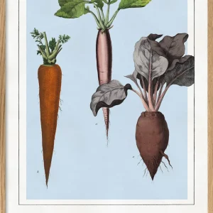 Radish, Carrot and Red-Beet