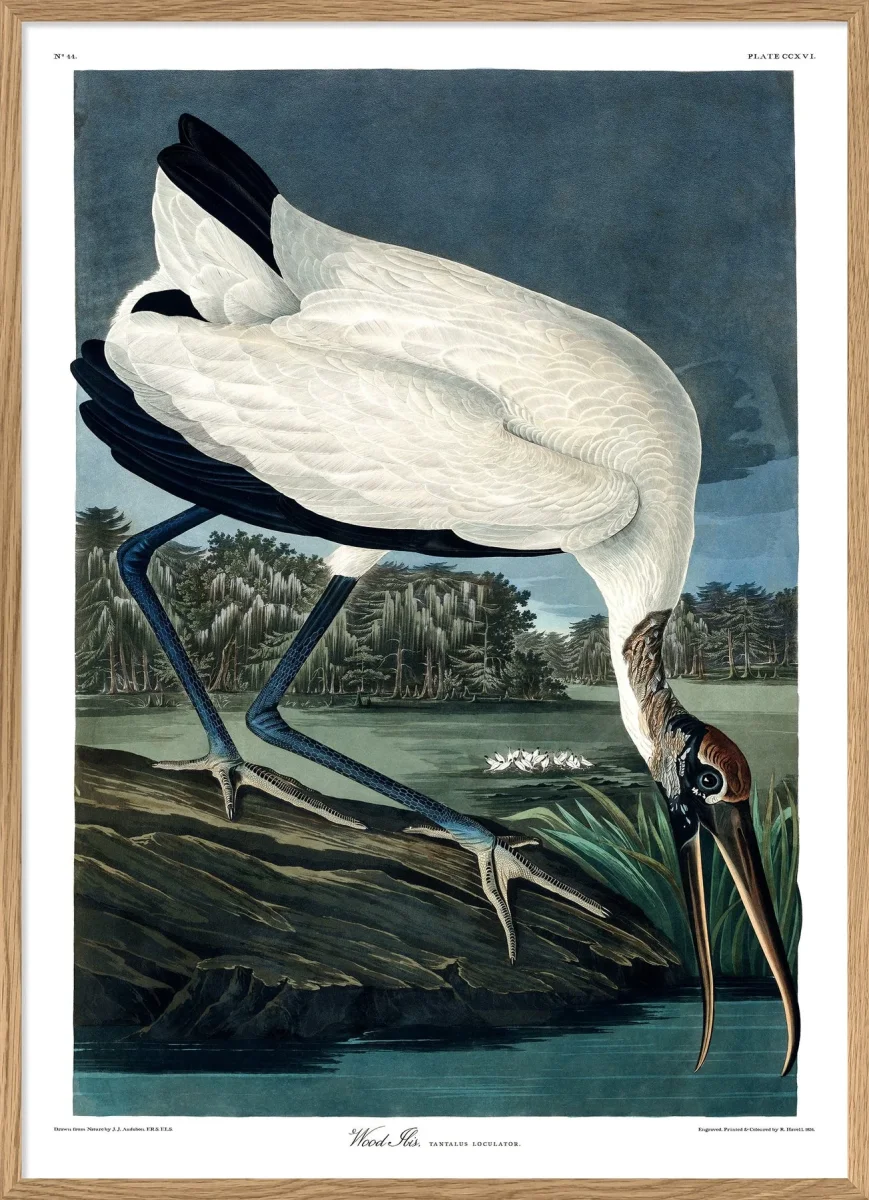 Wood Ibis - Image 2