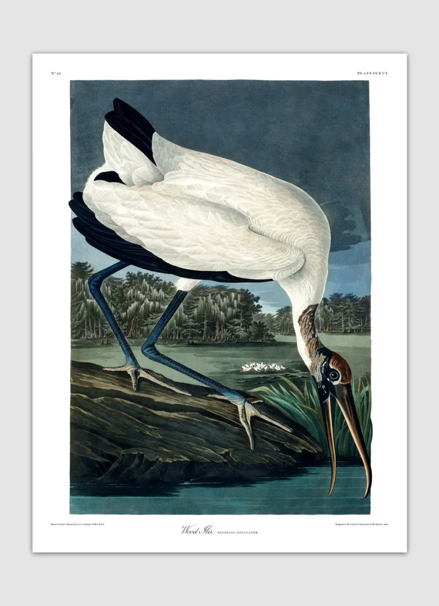 Wood Ibis - Image 5