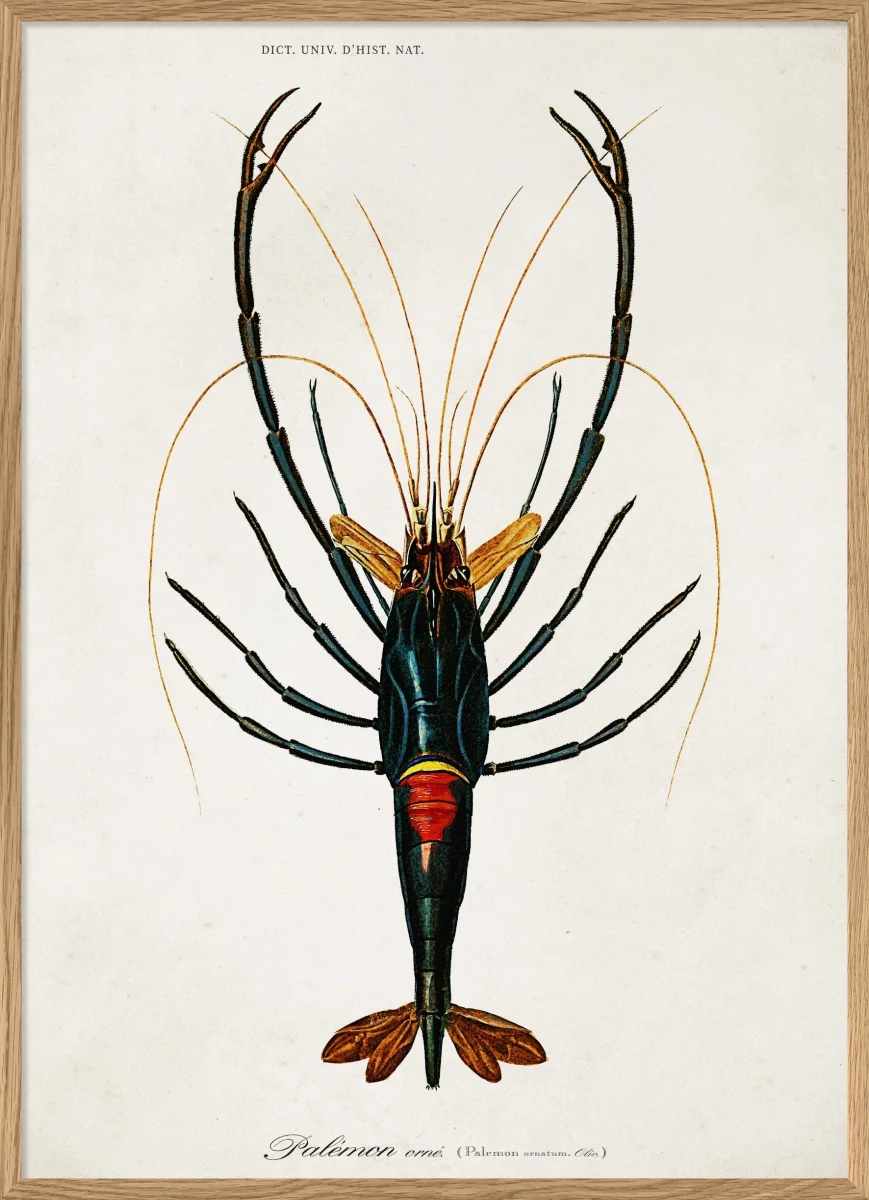 Crayfish - Image 2