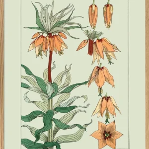 Crown Imperial II.