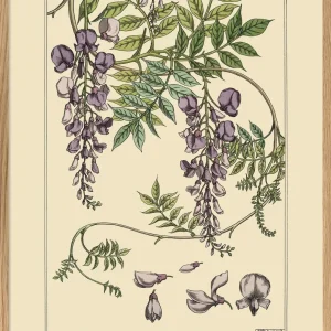 Glycine - Glycine - Die Bohrblume