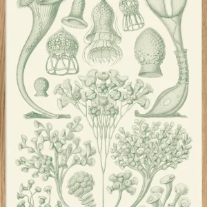 Ciliata