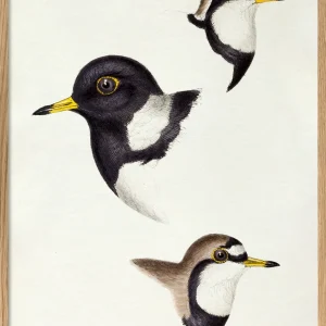 Aegialitis - Plover