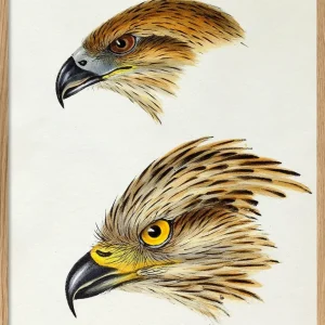 Milvus - Red Kite