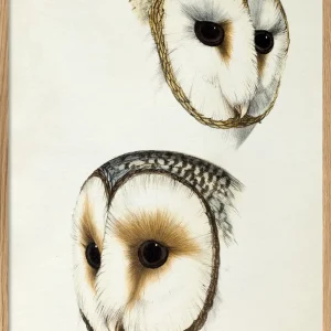 Strix - Owl