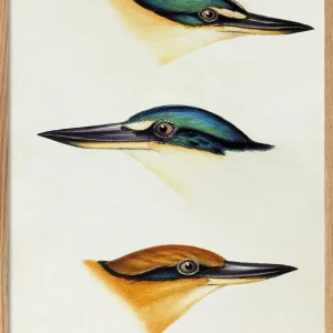 Halcyon - Tree Kingfisher