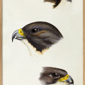 Falco - Falcon