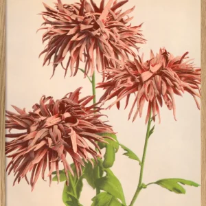 Pink Chrysanthemum