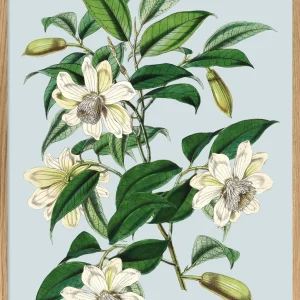 Michelia Cathcartii